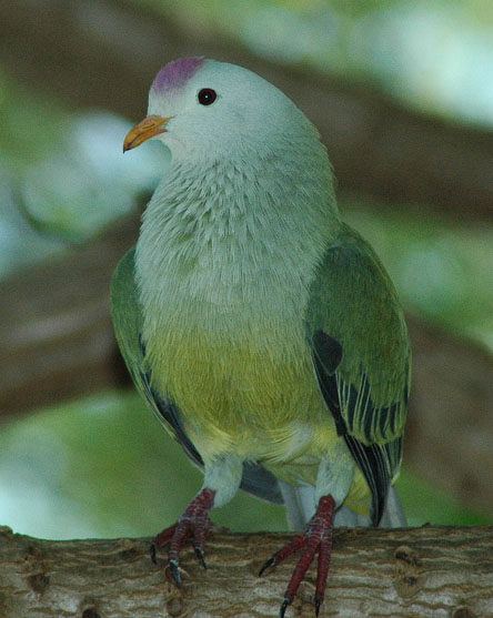 Ptilinopus coralensis